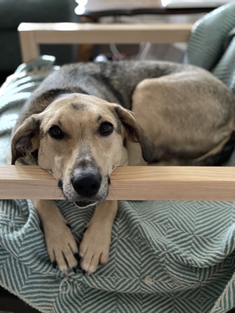 A good dog riding along